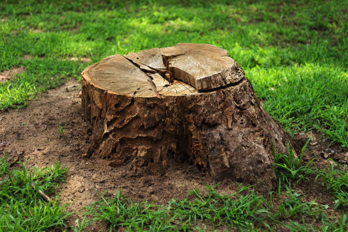 Stump removal in El Monte, CA